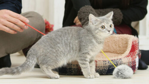 初めて猫を飼う人におすすめ!定番!ねこのおもちゃ5選 ブログサムネ1