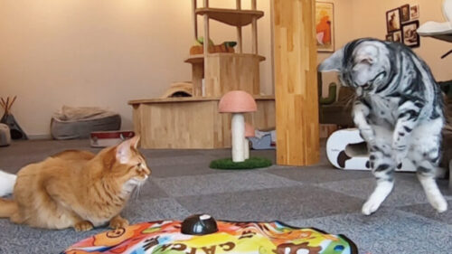 やんちゃな猫ちゃんにおすすめ！自動で動く猫のおもちゃ
