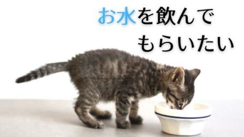 猫が水を飲まない…実は水温が原因かもしれません|ぬるま湯派の我が家の体験談 お水を飲んでもらいたい