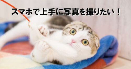 スマホでねこを撮るのに便利！その名もじゃれ猫 ファンタスティックが画期的！