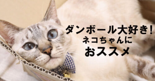 【インスタ】人気のおしゃれな猫用ダンボールハウス