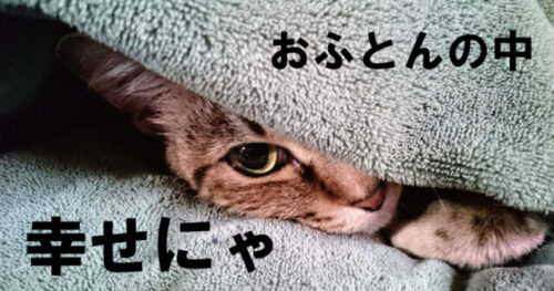 猫用お布団がネコちゃん達に大人気！