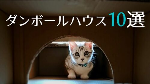 ダンボールキャットハウス　おしゃれな新作もたくさん！おすすめ10選