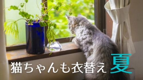 ねこちゃんの熱中症対策 猛暑を乗り切るクールなアイテム！