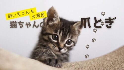 子猫が爪とぎをしています