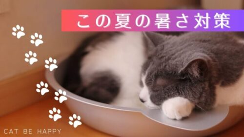 猫が丸まって寝ています