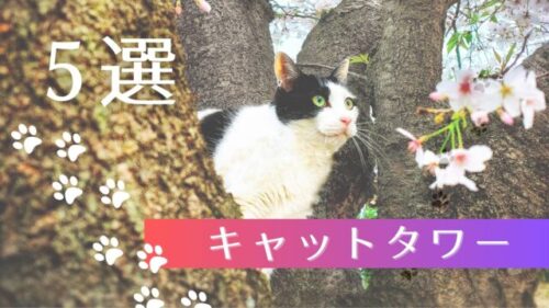 【2025年最新版】猫と暮らすならコレ!おすすめキャットタワーを5つ厳選してみた 猫が桜の木の上で遊んでいます