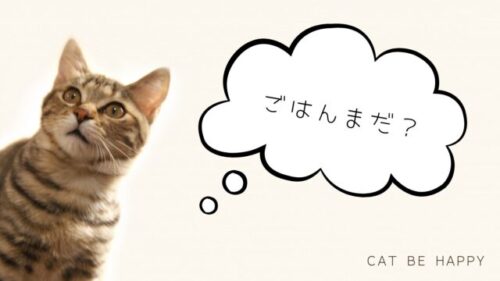 猫が上目遣いでごはんをねだっています