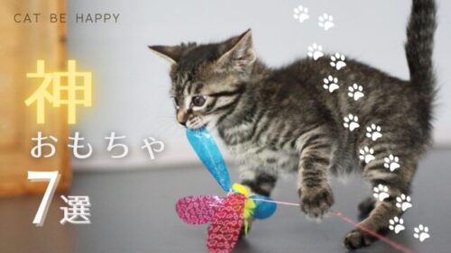 子猫がおもちゃを咥えています