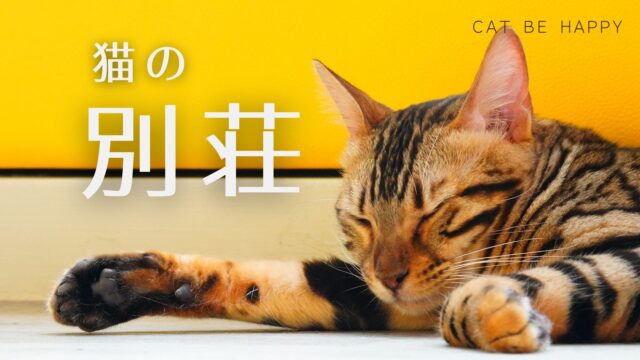 黄色い壁の部屋で猫が目をつむってリラックスしています
