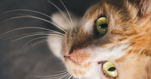 猫のひげを見つけたら幸運のサイン?ひげの意味とおすすめ保管術