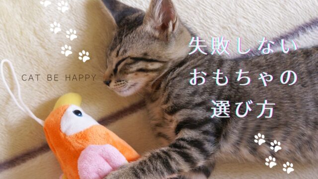 子猫がおもちゃを抱えて左を向いて寝ています