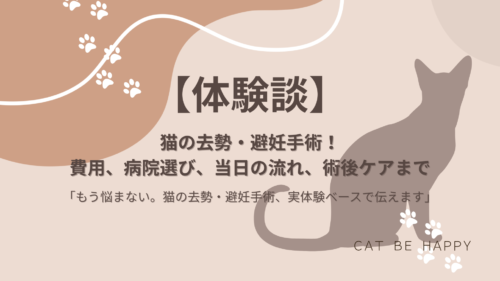 【体験談】猫の去勢・避妊手術！費用、病院選び、当日の流れ、術後ケアまで