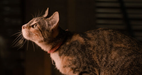 【キジトラ猫編】キジトラ猫が持つスピリチュアルな意味とは?祖先とのつながりと知恵の象徴