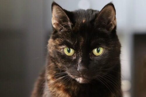 tortoiseshell cat