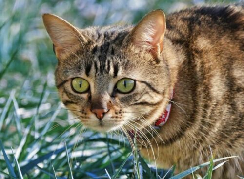 Brown tabby cat