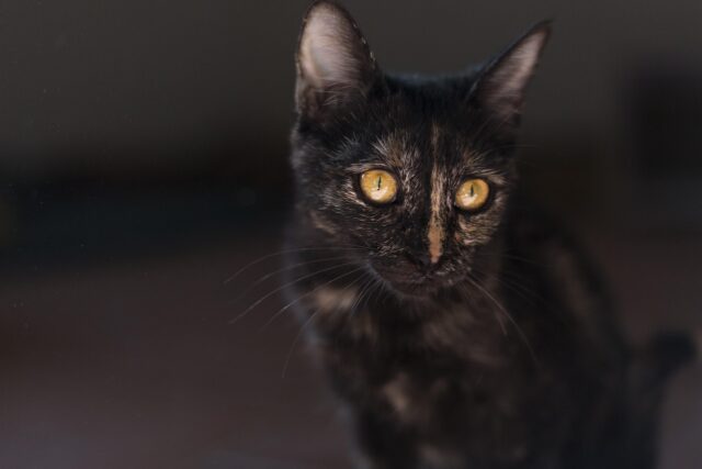 tortoiseshell cat