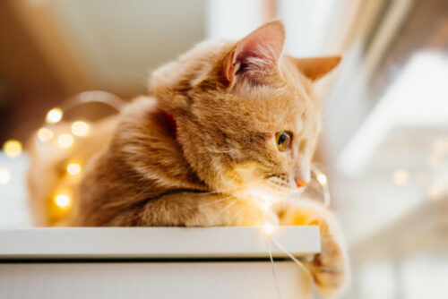 brown-tabby-cat