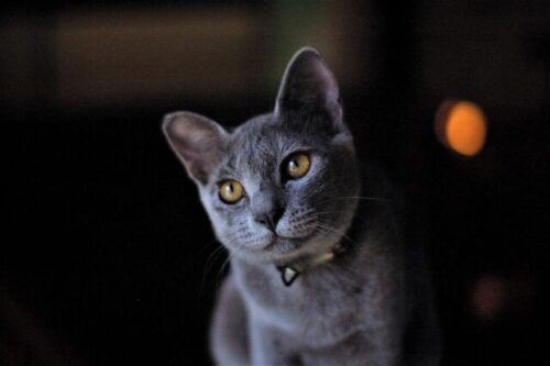 russian-blue-cat