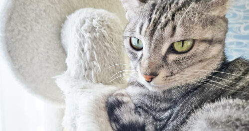 【サバトラ猫編】サバトラ猫が持つスピリチュアルな意味とは?自由と自己表現の象徴