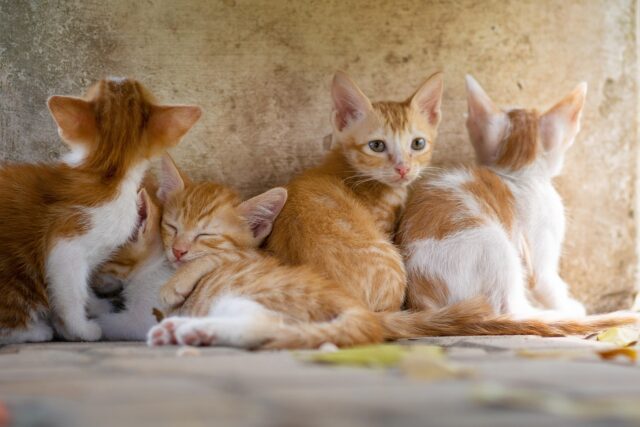 ４匹の茶トラの子猫が仲良く寄り添っています