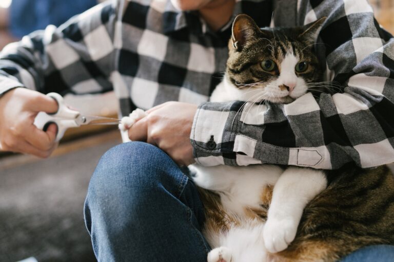 飼い主に爪を切ってもらっている猫