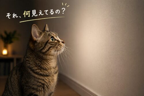 猫が同じ場所を見つめる理由｜“何”が見えてる？スピリチュアルと行動学から徹底解説