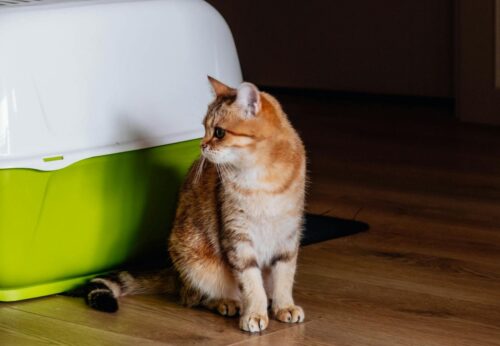 成猫のトイレ選び完全ガイド！人気のおすすめトイレと失敗しない選び方