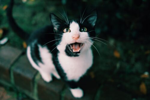 猫が夜中に鳴き続けるのはなぜ？スピリチュアルで語られる意味と本当の理由