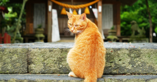 神社で猫に会うのは偶然じゃない？神様の使いといわれる理由