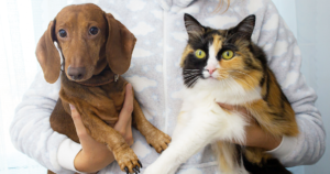 あなたは猫派？犬派？スピリチュアルな視点で見ると性格の違いがわかるかも