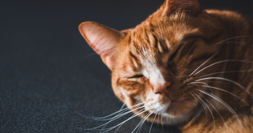 猫の額にあるMの文字とは？世界に伝わる不思議な伝説