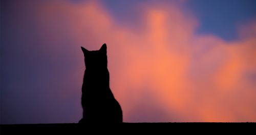 夏至近くになると眠い・だるいのはなぜ？猫と過ごしたいスピリチュアルな理由