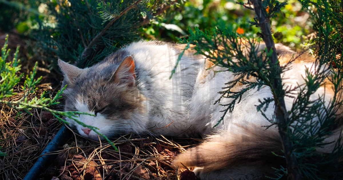 夏の木陰で昼寝をする猫
