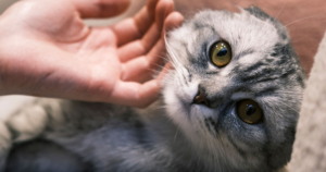 猫は最強のセラピスト｜触れるだけで整う理由｜科学とスピリチュアルが教えてくれること