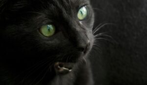 黒猫＝不吉は大間違い！日本古来から伝わる黒猫の神秘的なパワーと意味