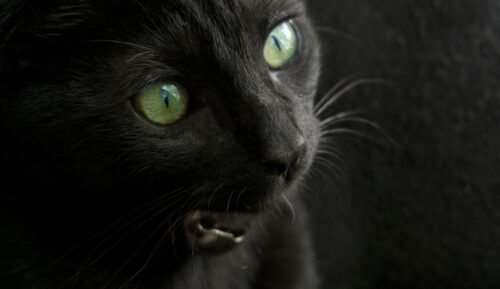 黒猫＝不吉は大間違い！日本古来から伝わる黒猫の神秘的なパワーと意味