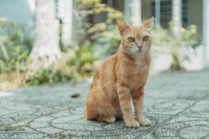 なぜか野良猫に好かれる人の不思議な共通点　猫に選ばれる人の特徴とは