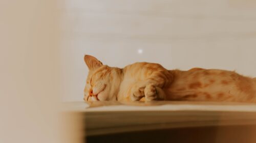 猫が夢に出てきた意味とは？飼い猫・知らない猫別に見るスピリチュアルメッセージ