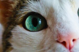 猫の視線には意味がある？スピリチュアルなメッセージ