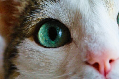 猫の視線には意味がある？スピリチュアルなメッセージ