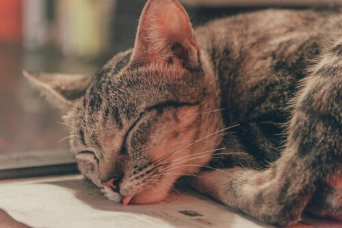 なぜ猫はあなたのそばで寝るの？実は深い意味があった