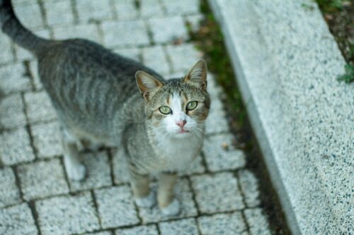 同じ猫ばかり見かけるのはなぜ?スピリチュアルな意味を解説
