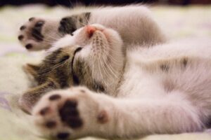 猫が肉球を見せるのは信頼の証？無防備な寝姿に隠されたサイン
