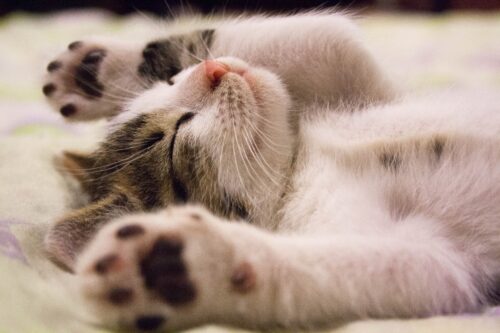 猫が肉球を見せるのは信頼の証？無防備な寝姿に隠されたサイン