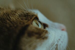 猫からのサインを受け取るために今日からできる3つのこと