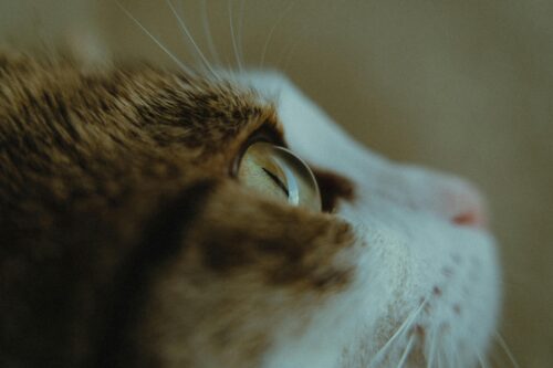 猫からのサインを受け取るために今日からできる3つのこと