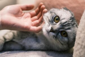 猫が離れなくなる時に届いているサイン