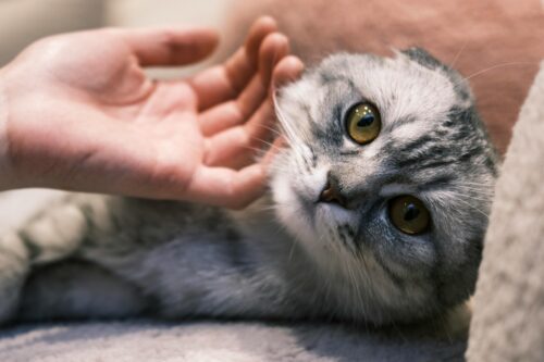 猫が離れなくなる時に届いているサイン